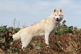 SIBERIAN HUSKY 306